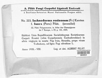Ischnoderma resinosum image